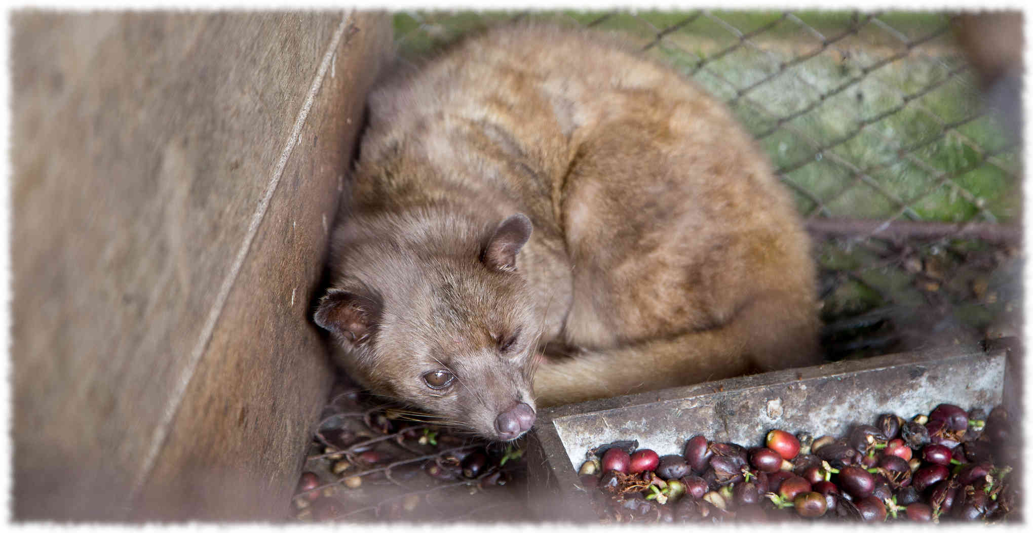 luwak civet cat - animal that eats coffee beans